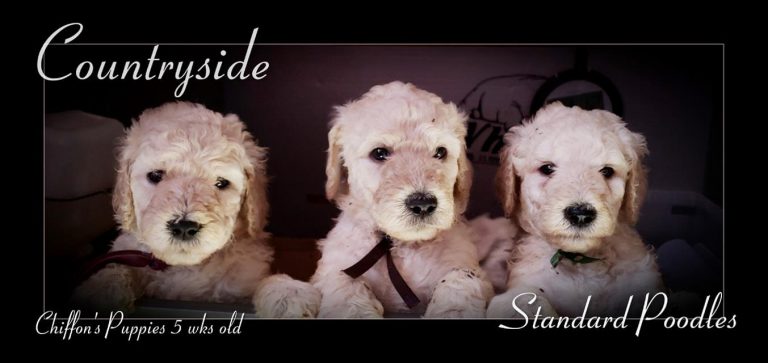 Three Cream Poodle Puppies five weeks old