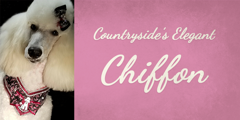 Countryside's Elegant Chiffon titlecard