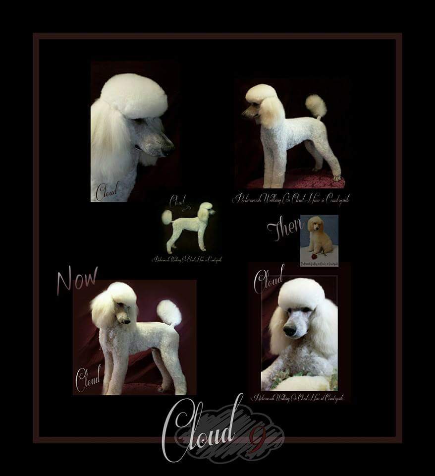 collage of white poodle