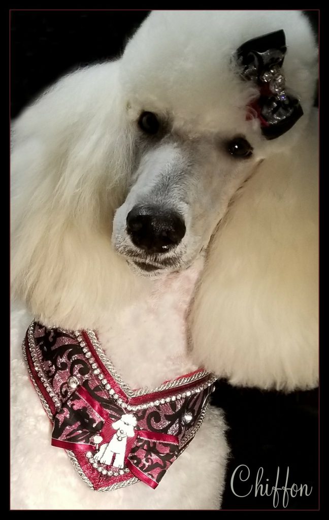 white poodle wearing black and red neck accersories