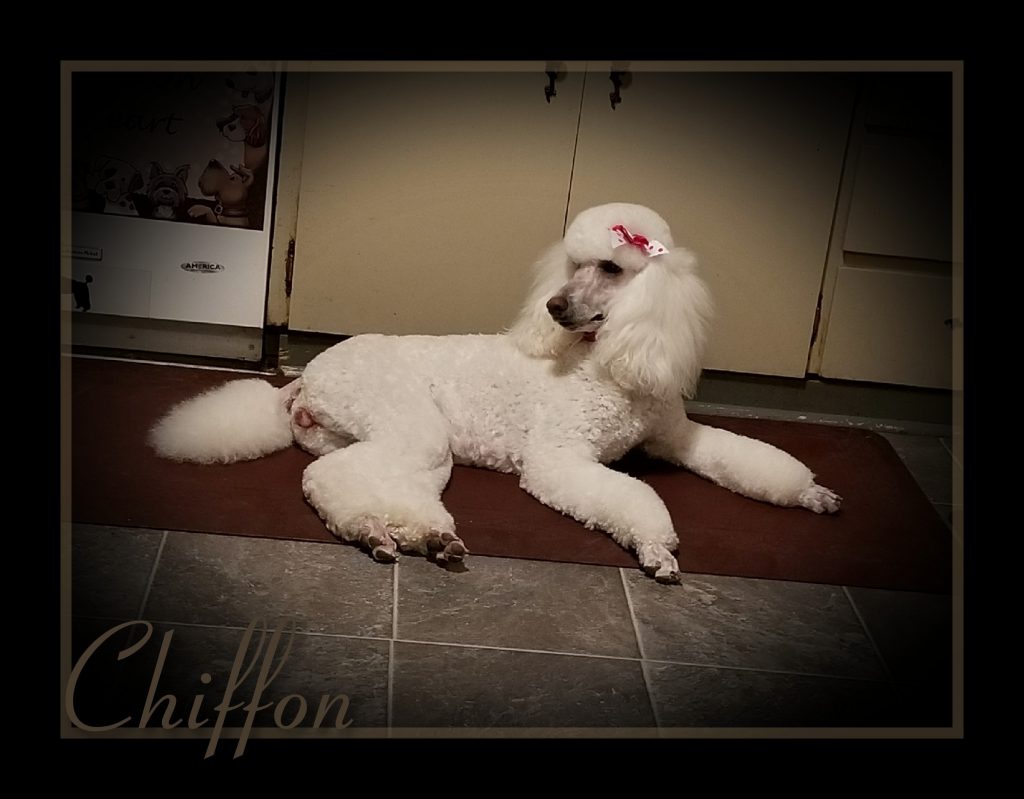 white poodle with pink bow laying on kitchen rug