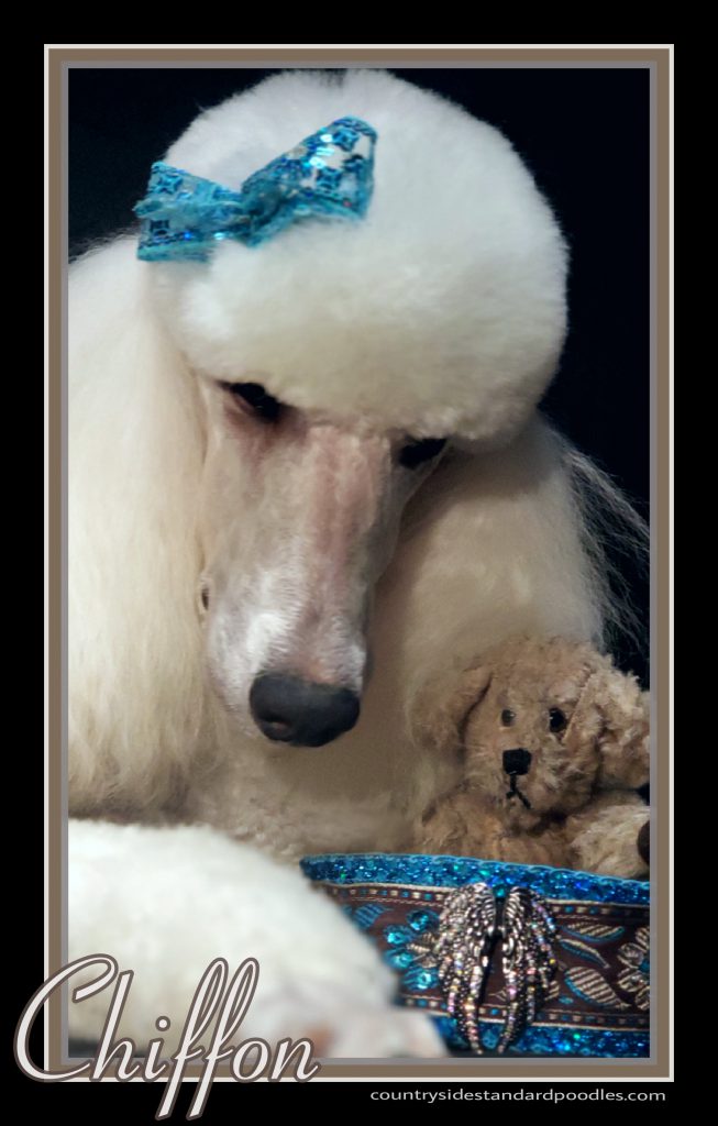 close up of white poodle's face cuddling a teddy bear