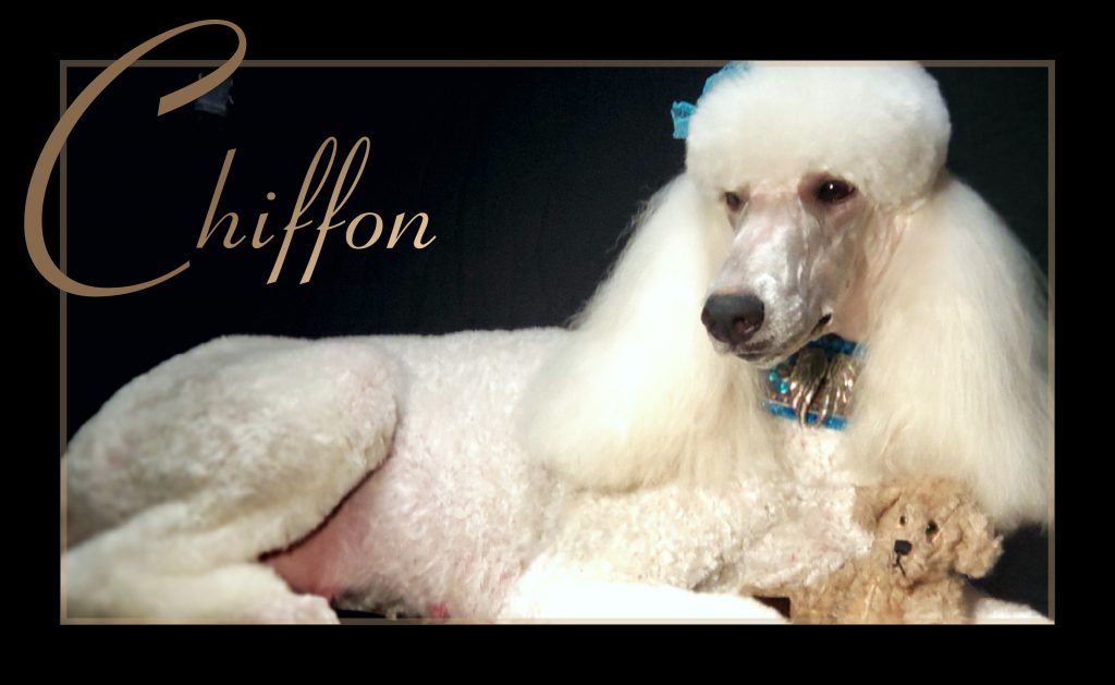 white poodle laying down with teddy bear between front paws