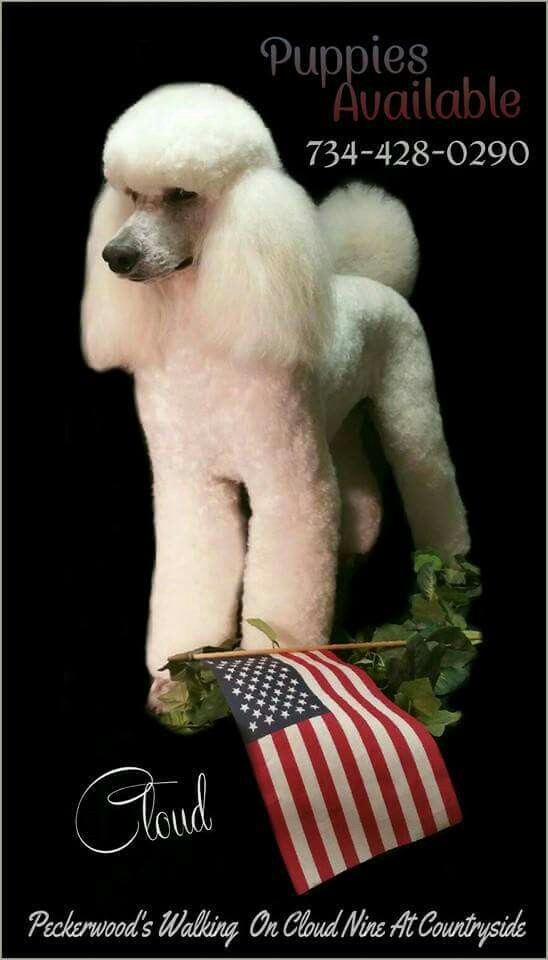 white poodle standing by an American flag with caption "Puppies available" with phone number