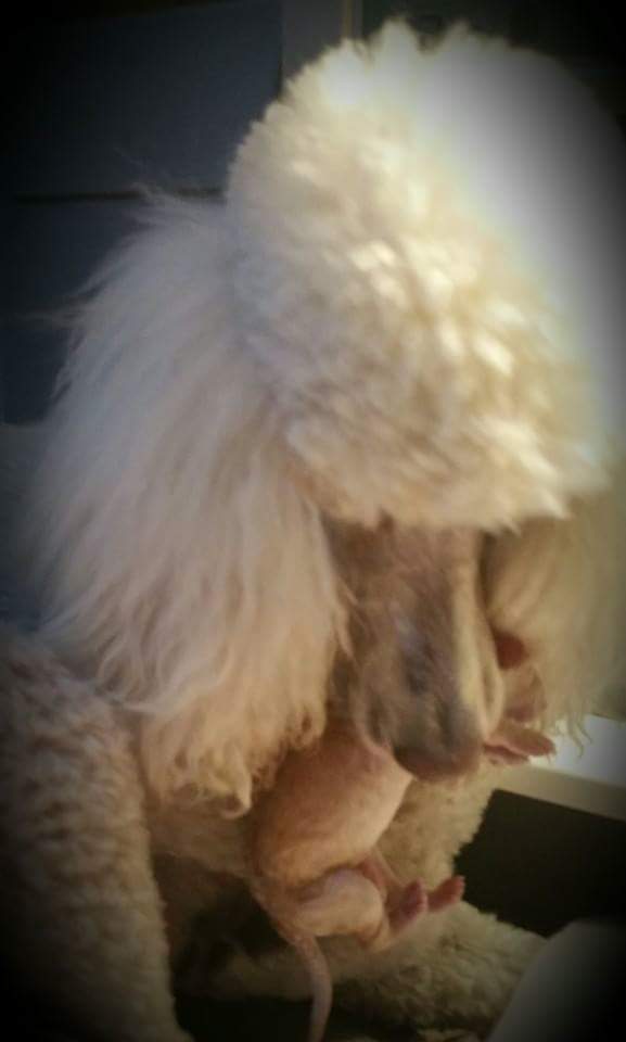 white poodle snuggling a young furless puppy