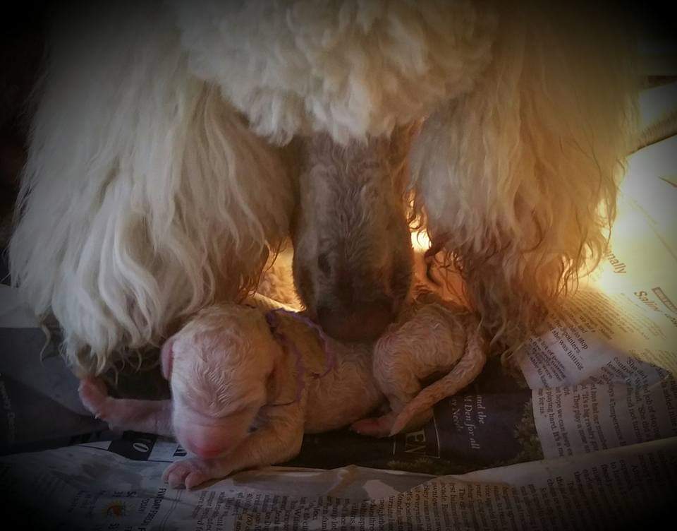 a white poodle nuzzling a young furless puppy