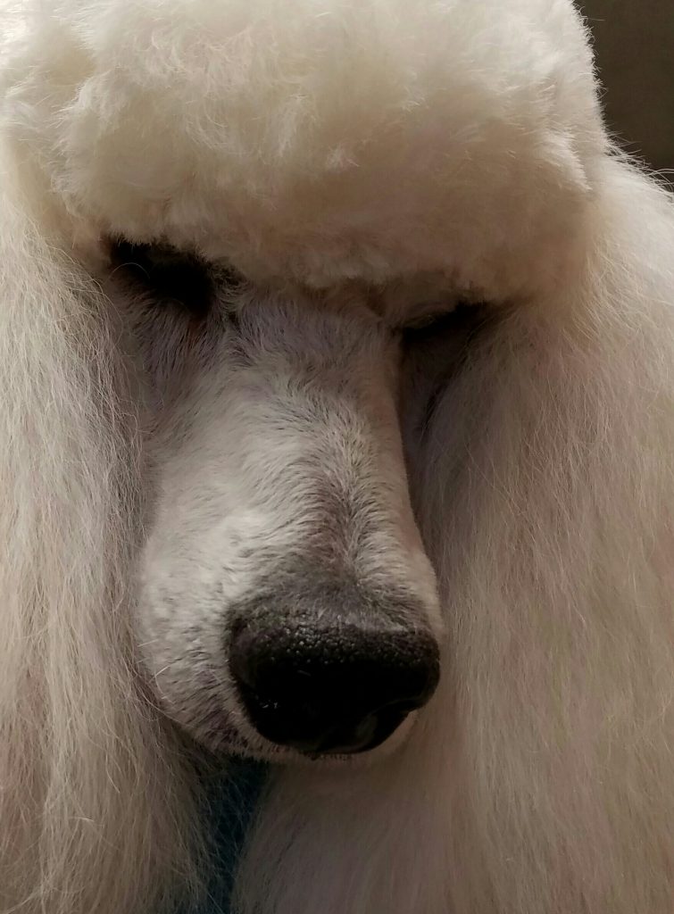 close up of a white poodle's face