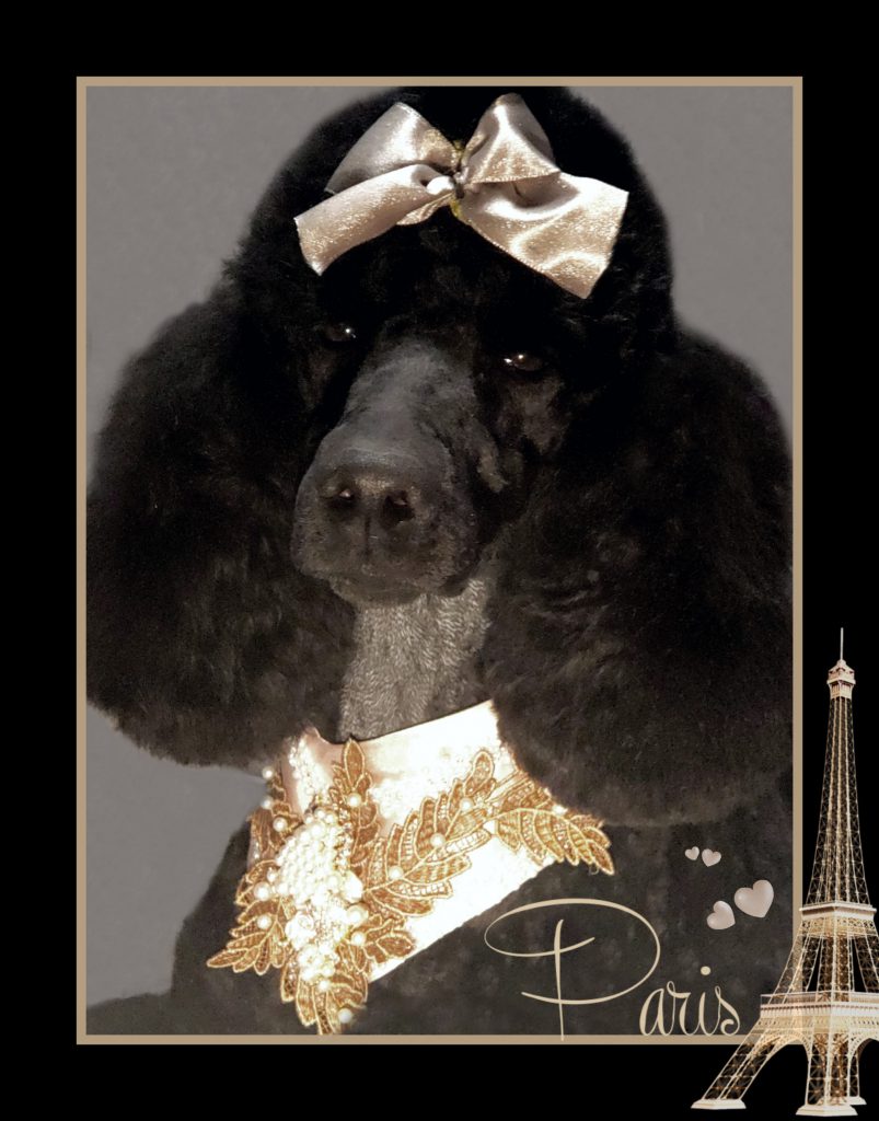 black poodle with brown head and neck accessories