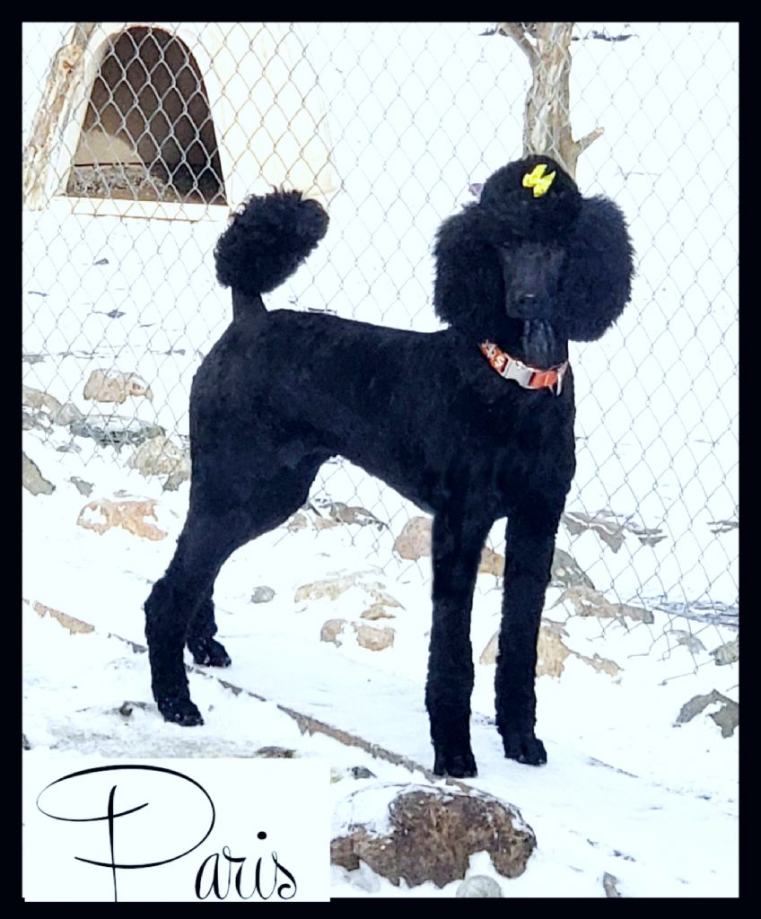 black poodle side profile facing camera in snow