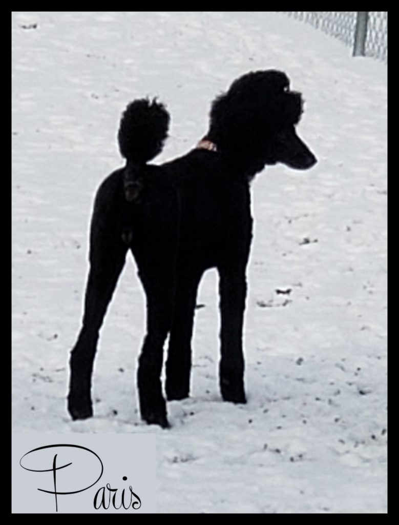 black poodle facing away fdrom camera in snow