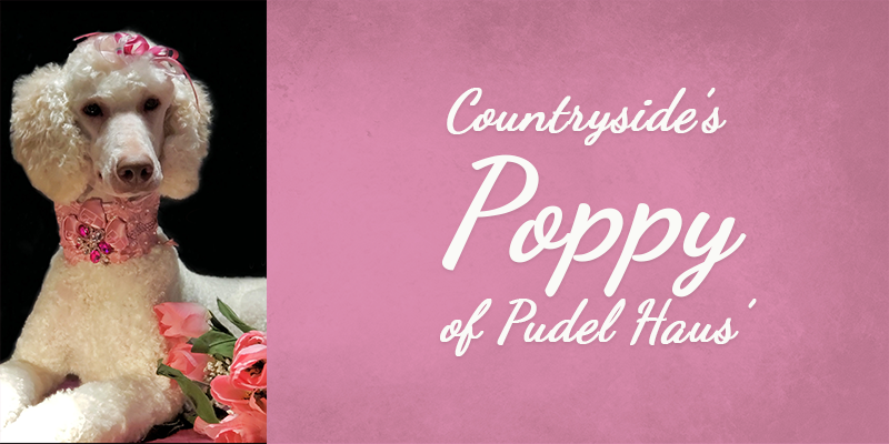 Countryside's Poppy of Pudel Haus' Titlecard