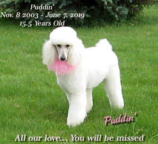 white poodle with caption "Puddin' Nov 8 2003 - June 7 2019 15.5 years old All our love... You will be missed"